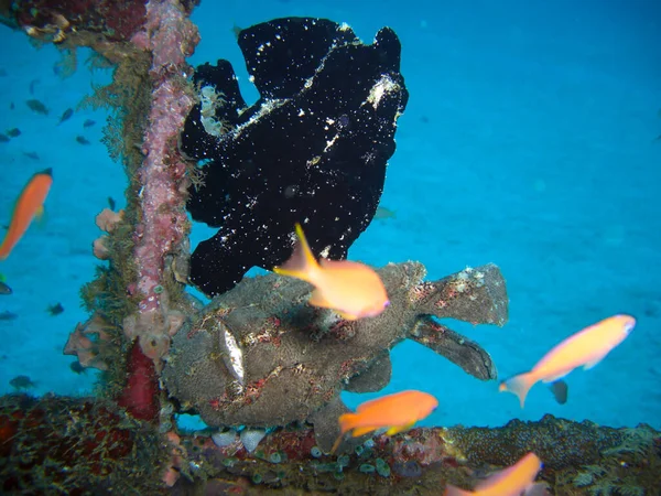 Zwarte Kikkervis Antennarius Striatus Zwemt Filipijnse Zee 2012 — Stockfoto