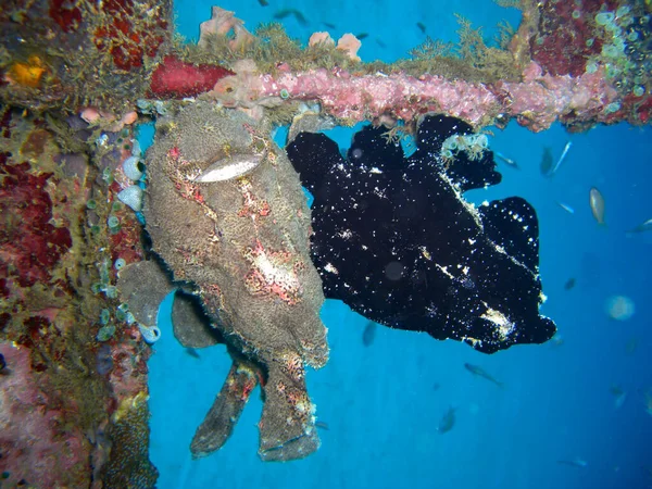 Zwarte Kikkervis Antennarius Striatus Zwemt Filipijnse Zee 2012 — Stockfoto