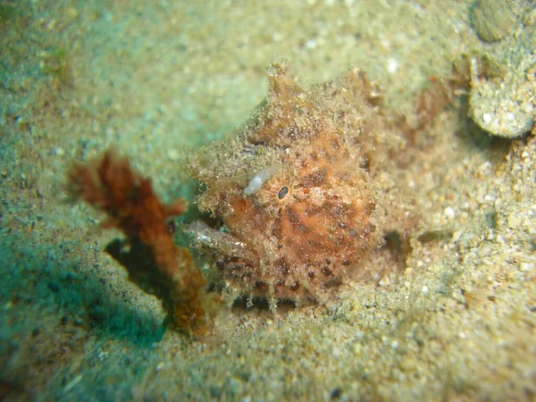 Tasseled Scorpionfish Scorpaenopsis Oxycephala Swinking Filipino Sea 2012 — 스톡 사진
