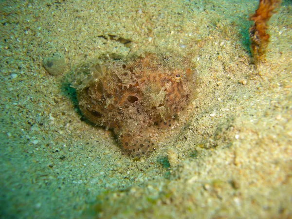 Tasseled Scorpionfish Scorpaenopsis Oxycephala Swims Filipino Sea 2012 — Stock Photo, Image