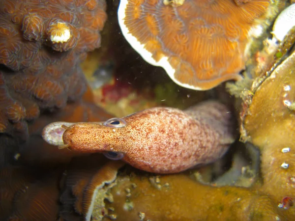 White Eyed Moray Eel Siderea Thyrsoidea Protruding Rock Filipino Sea — Stock Photo, Image