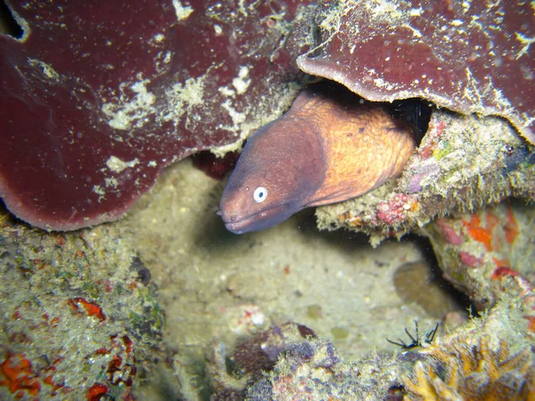 2012年10月28日 白眼莫雷鳗鱼 Siderea Thyrsoidea 从菲利皮诺海下的岩石中浮出水面 — 图库照片