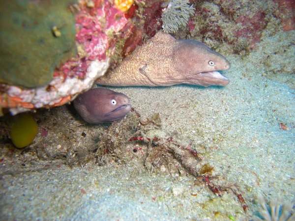 White Eyed Moray Eel Siderea Thyrsoidea Protruding Rock Filipino Sea — Stock Photo, Image