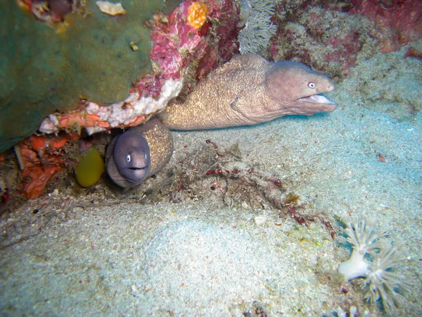 2012年11月20日 白眼莫雷鳗鱼 Siderea Thyrsoidea 从菲利皮诺海下的岩石中浮出水面 — 图库照片