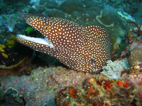 Whitemouth Moray Eel Gymnothorax Meleagris Sticker Underifrån Klippa Filipinhavet 2012 — Stockfoto