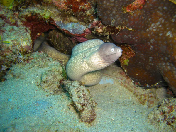 Moray Eel Ojos Blancos Siderea Thyrsoidea Sobresale Debajo Una Roca — Foto de Stock