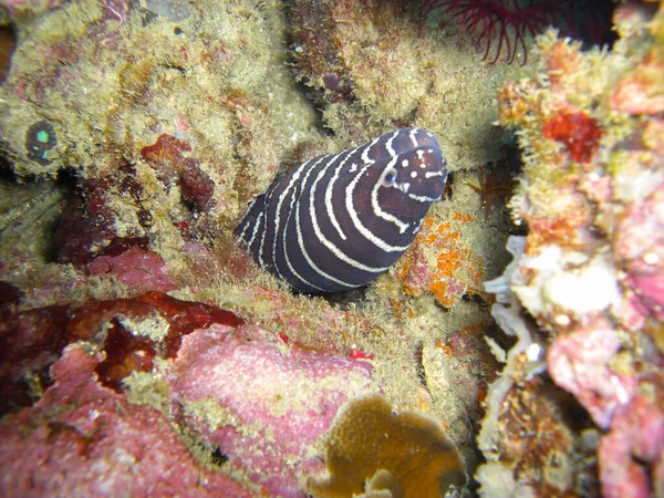 Zebra Moray Eel Gymnothorax Zebra 2012年10月12日在菲利皮诺海的一块岩石下凸出 — 图库照片