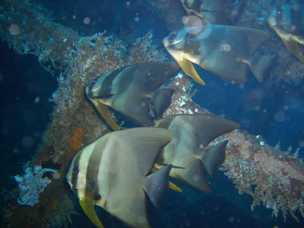 Batfish Platax Batavianus Nuota Nel Mare Filippino 2012 — Foto Stock