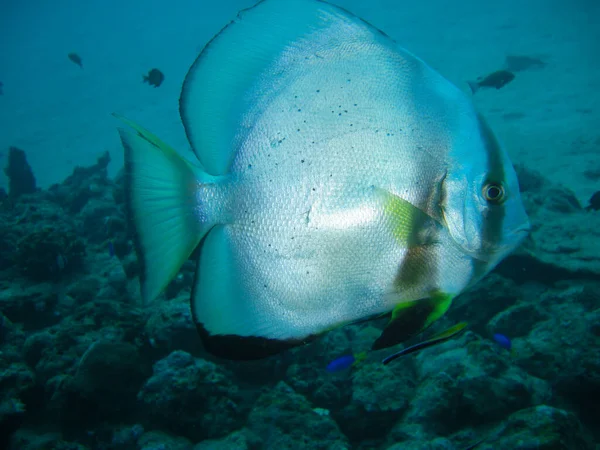 Batvis Platax Batavianus Zwemt Filipijnse Zee 2012 — Stockfoto