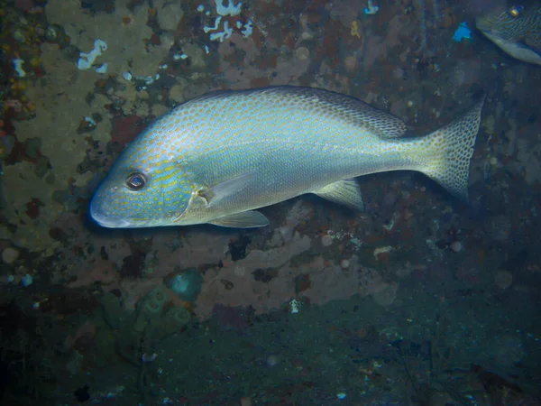Неизвестная Рыба Плавает Филиппинском Море 2012 — стоковое фото