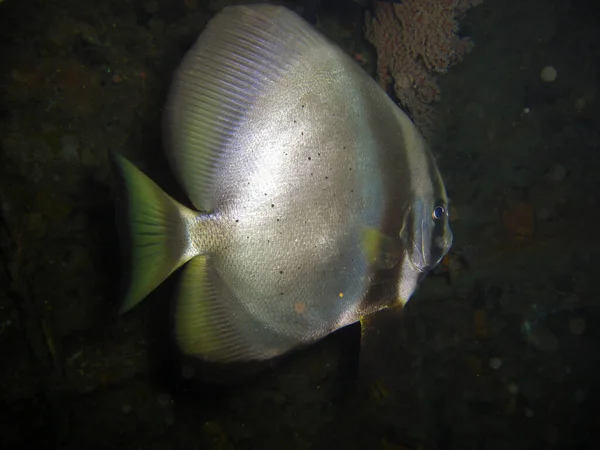 Fledermaus Platax Batavianus Schwimmt Philippinischen Meer 2012 — Stockfoto