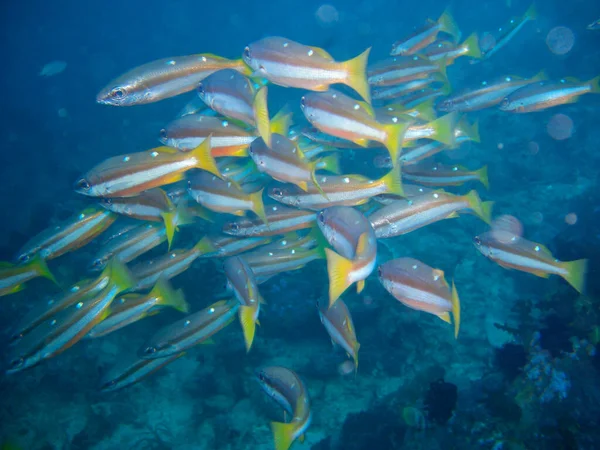 Schwarm Unbekannter Fische Schwimmt Philippinischen Meer 2012 — Stockfoto