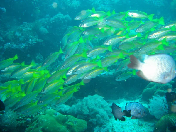Szkoła Nieznanych Ryb Pływa Morzu Filipińskim 2012 — Zdjęcie stockowe