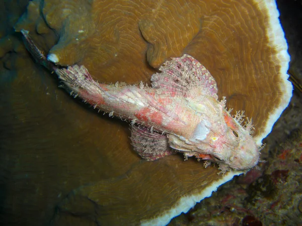 Tasseled Scorpionfish Scorpaenopsis Oxycephala Zwemt Filipijnse Zee 2012 — Stockfoto