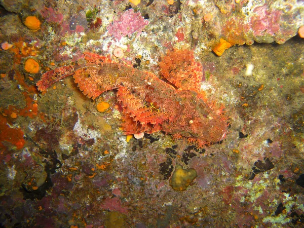 Оксицефала Scorpaenopsis Oxycephala Плаває Морі Філіппінців 2012 — стокове фото