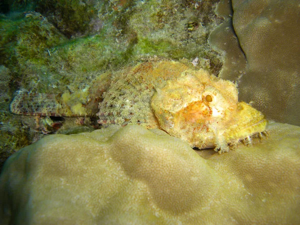 Tasseled Scorpionfish Scorpaenopsis Oxycephala Swinking Filipino Sea 2012 — 스톡 사진