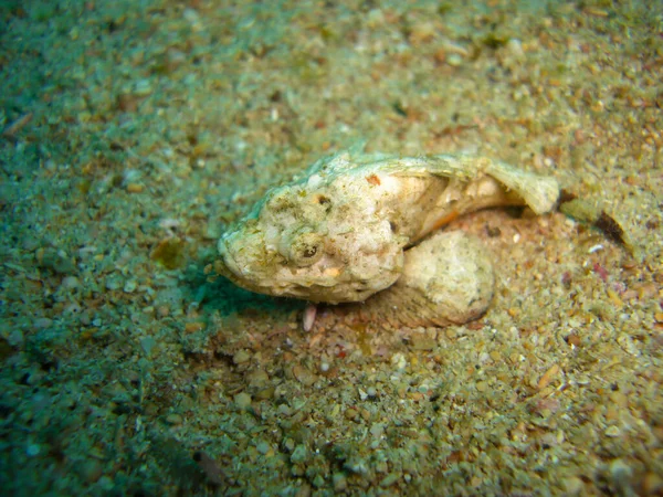 Diabo Scorpionfish Scorpaenopsis Diabolus Chão Mar Filipino 2012 — Fotografia de Stock