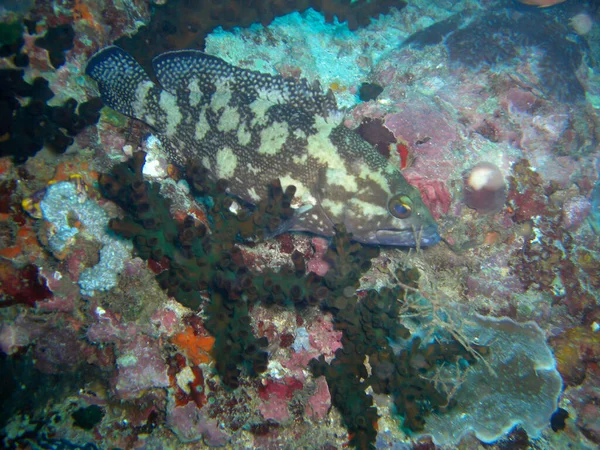 Unbekannter Fisch Schwimmt Philippinischen Meer 2012 — Stockfoto