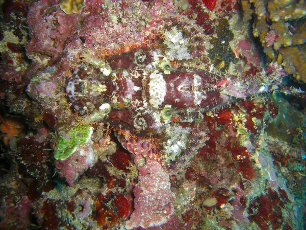 Tasseled Scorpionfish Scorpaenopsis Oxycephala Simmar Filipinohavet 2012 — Stockfoto