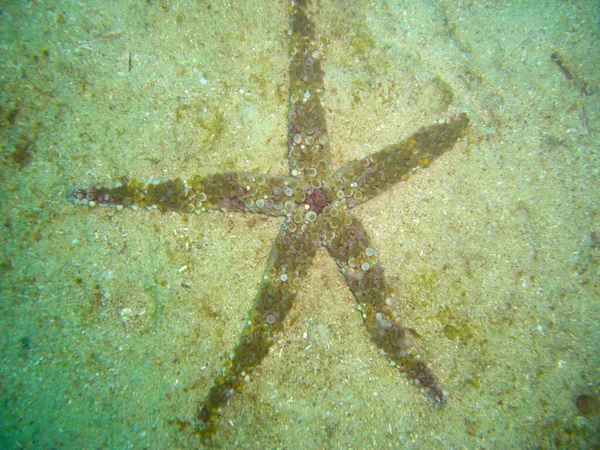 Sea Star Zemi Filipínském Moři 2012 — Stock fotografie