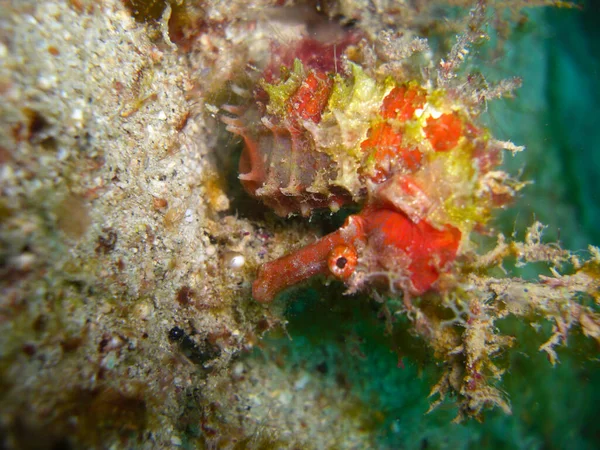 Sea Horse Swimming Filipino Sea 2012 — Stock Photo, Image