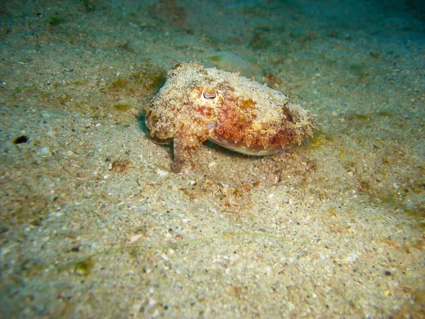 Sepie Ground Filipino Sea 2012 — Stock Photo, Image