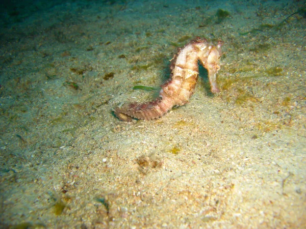 Sea Horse Badar Filipino Havet 2012 — Stockfoto