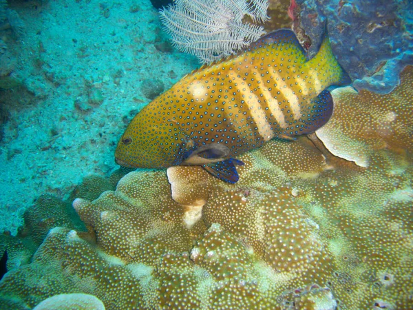 Peacock Grouper Cefalopholis Argus Plave Filipínském Moři 2012 — Stock fotografie