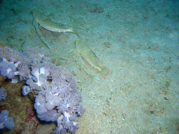 Orientalischer Flugknurrhahn Dactylopteno Orientalis Boden Philippinischen Meer 2012 — Stockfoto