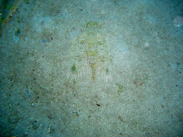 Oriental Flying Gurnard Dactylopteno Orientalis Στο Έδαφος Στη Θάλασσα Filipino — Φωτογραφία Αρχείου