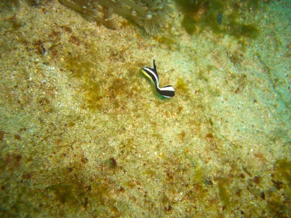 Unknown Fish Swims Ground Filipino Sea 2012 — Stock Photo, Image