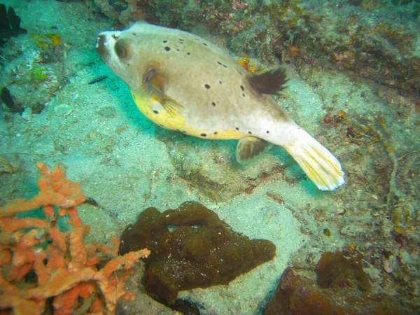 Puffer Maculato Arothron Nigropunctatus Nuota Nel Mare Filippino 2012 — Foto Stock