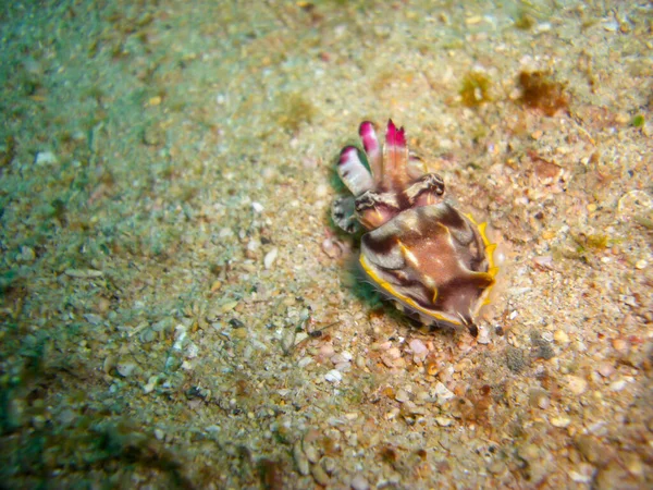 Каракатиця Землі Філіппінському Морі 2012 — стокове фото