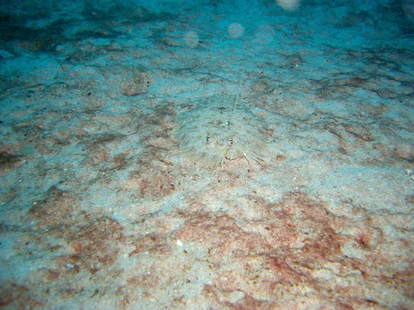 Leopard Flounder Leopard Bothus Pantherinus Suelo Mar Filipino 2012 — Foto de Stock