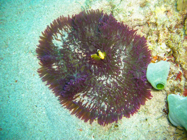 Klaun Amfiprion Percula Anemonie Morzu Filipińskim 2012 — Zdjęcie stockowe