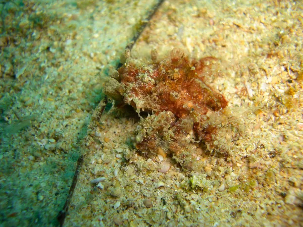 Frogfish Antennarius Chão Mar Filipino 2012 — Fotografia de Stock