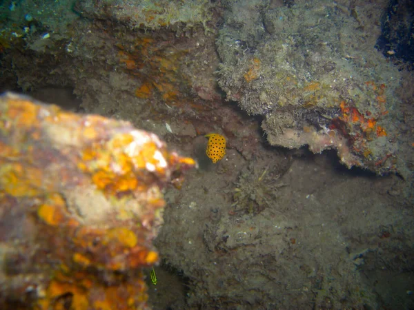 Pufferfish Arothron Citrinellus 于2012年12月7日在菲利皮诺海游泳 — 图库照片