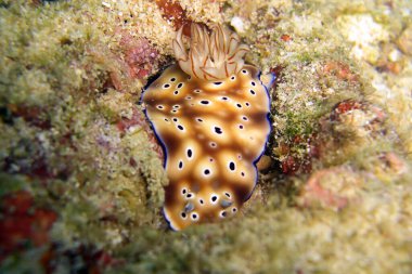 Filipinler Denizi 'nde çıplak dal veya Seaslug (Chromodoris Kunei) 4.12.2' 11 boyunda.