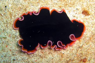 Platworm (Pseudobiceros Hancockianus) Filipinler denizinde 26.10.2011