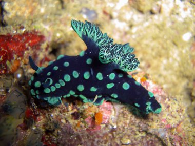 Filipinler 'de çıplak dal veya Seaslug (Nembrotha Christata) 3.1.2012