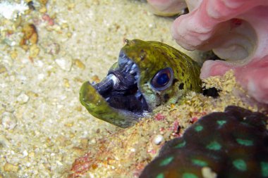 Fimbriated Moray Eel (Gymnothorax Fimbriatus) Filipinler 'deki bir kayanın arkasından 23.10.2011' de çıkmaktadır.