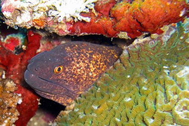 Sarı Kenarlı Moray Yılanbalığı (Gymnothorax Flavimarginatus) Filipinler denizindeki bir kayanın arkasından 7.11.2011 'de çıkmaktadır.