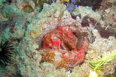 Filipinler denizinde Mantis Karidesi (Odontodactylus Scyllarus) 30.12.2011