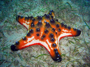 Chocolate chip sea star (Protoreaster Nodosus) on the ground in the filipino sea 13.12.2011 clipart