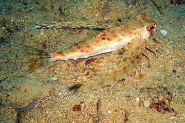 Doğulu uçan gurnard (Dactyloptena Orientalis) Filipinler denizinde 24.10.2011