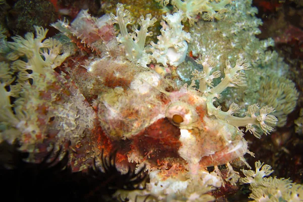 Tasseled Scorpion Fish Scorpaenopsis Oxycephala Zwemt Filipijnse Zee 2011 — Stockfoto