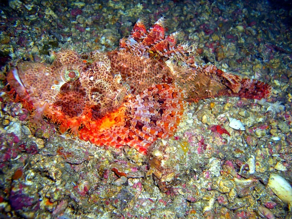Tasseled Scorpion Fish Scorpaenopsis Oxycephala Nada Mar Filipino 2012 — Foto de Stock