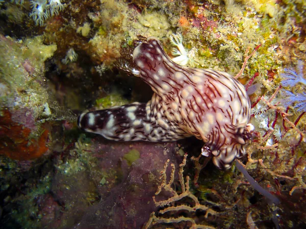 Nudibranch Neboli Seaslug Nembrotha Mullineri Zemi Filipínském Moři 2011 — Stock fotografie