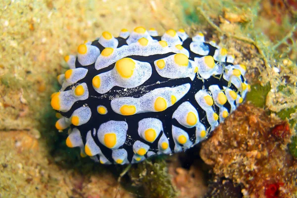 Nudibranco Seaslug Phyllidia Coelestis Terra Nel Mare Filippino 2011 — Foto Stock