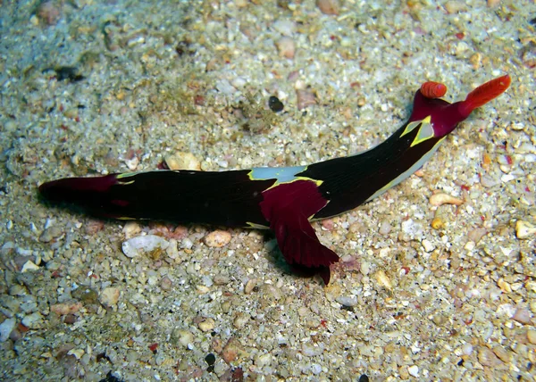 Nudibranch Seaslug Nembrotha Purpureo Lineata Suelo Mar Filipino 2012 — Foto de Stock